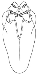 insulensis